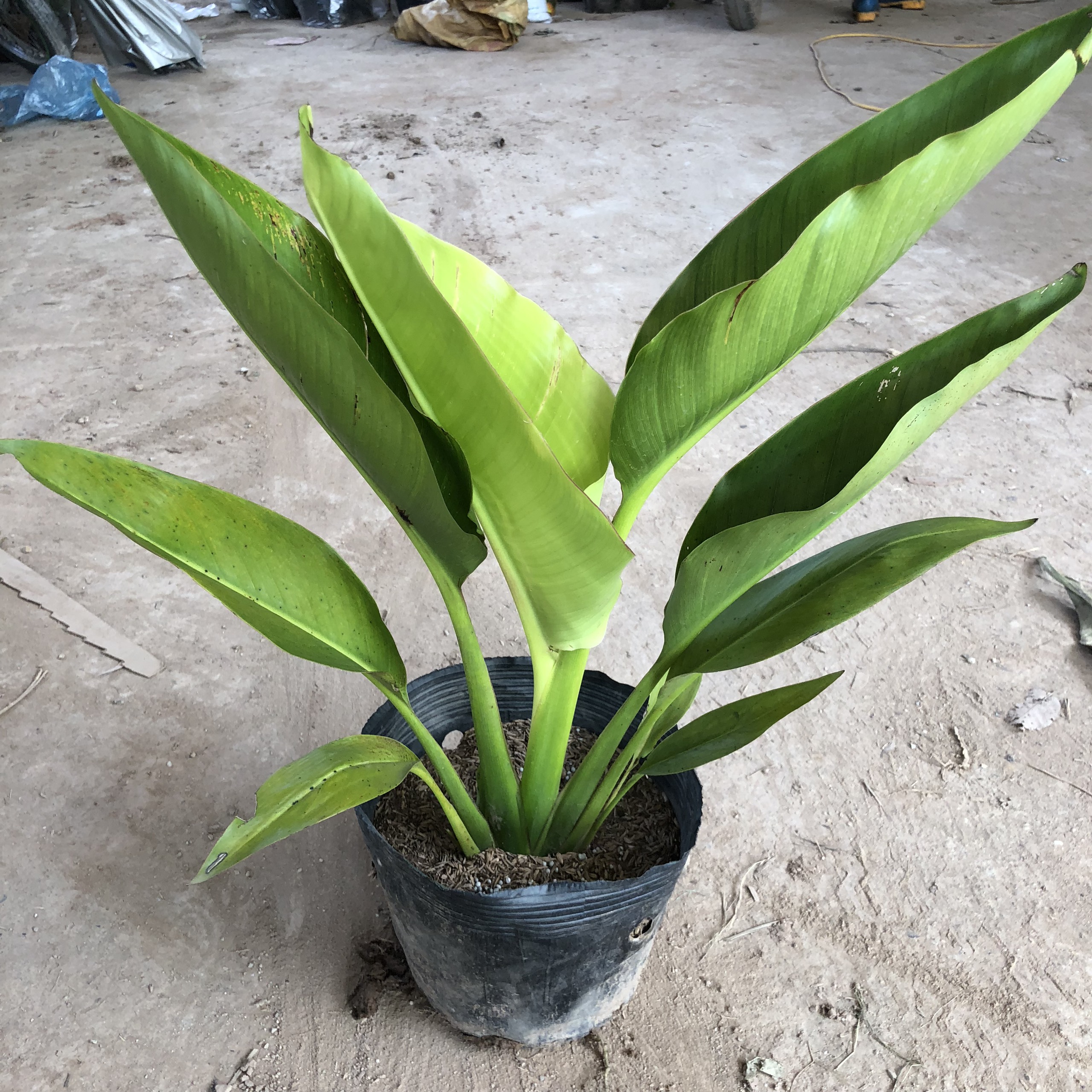 Cây chuối rẻ quạt, chiều cao 50-60cm lá to đẹp thân chắc khỏe sinh trưởng phát triển tốt, thích hợp trang trí cảnh quan