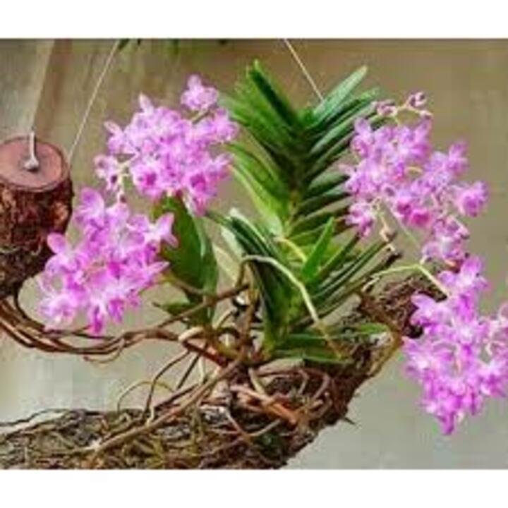 1 Bó Lan rừng QUẾ TÍM