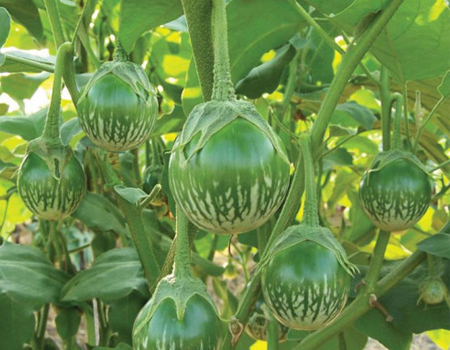 1 gam Hạt giống Cà bát ta da ếch tặng kèm kích mầm