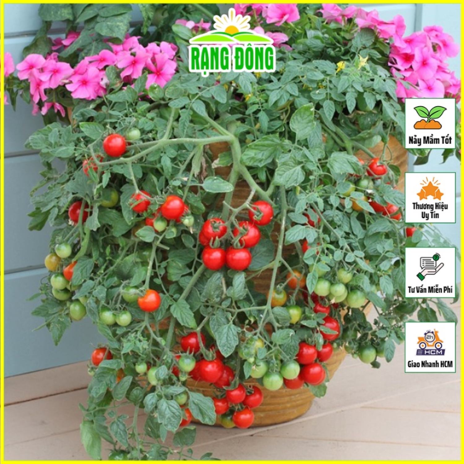 Hạt giống cà chua bi đỏ lùn, trái sai, kháng bệnh tốt, trồng quanh năm - hạt giống rạng đông