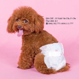 Bỉm - tả quần dành cho chó cái - mèo cái và mèo đực