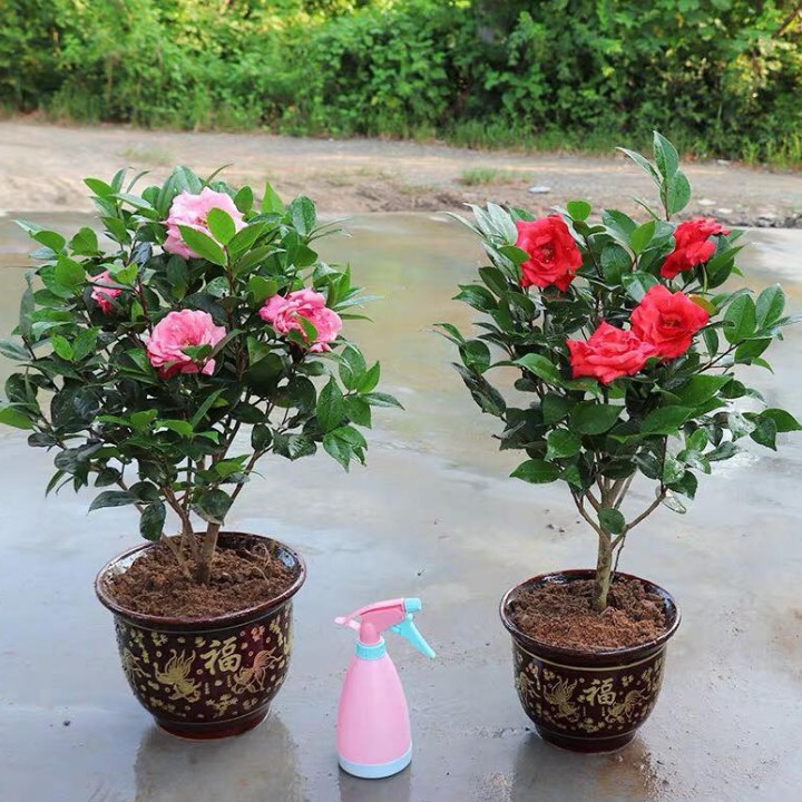 Hạt giống Hoa Trà My mix màu