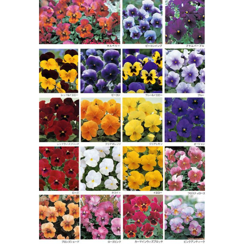 20h- hạt giống hoa pansy đủ màu f1 nhập khẩu