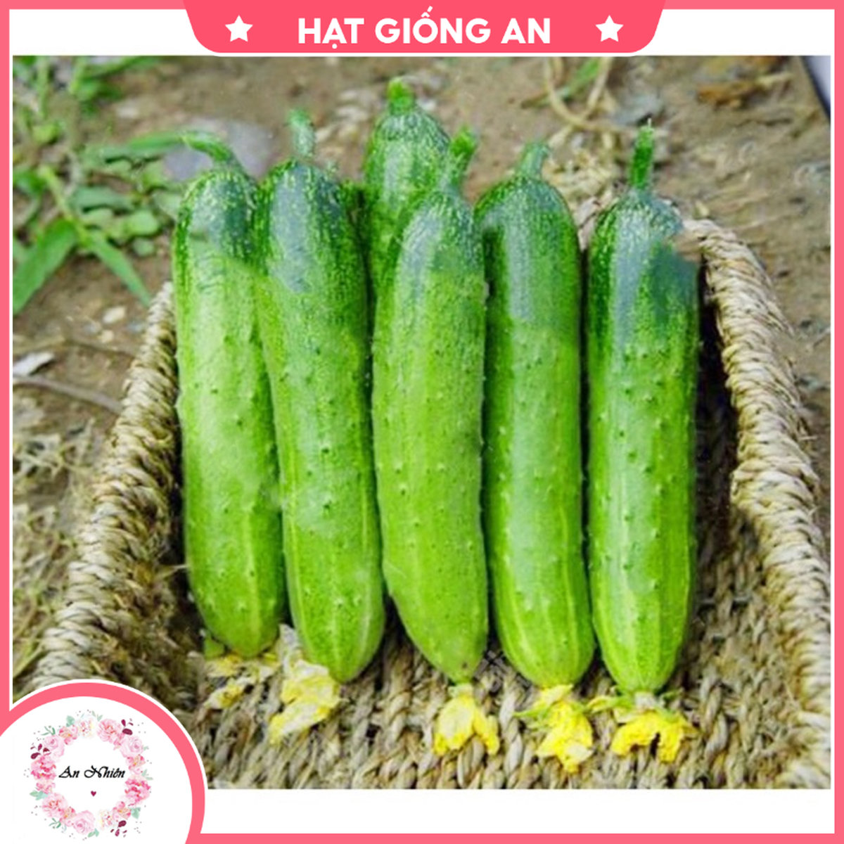 Hạt giống dưa chuột nếp - hạt giống an1