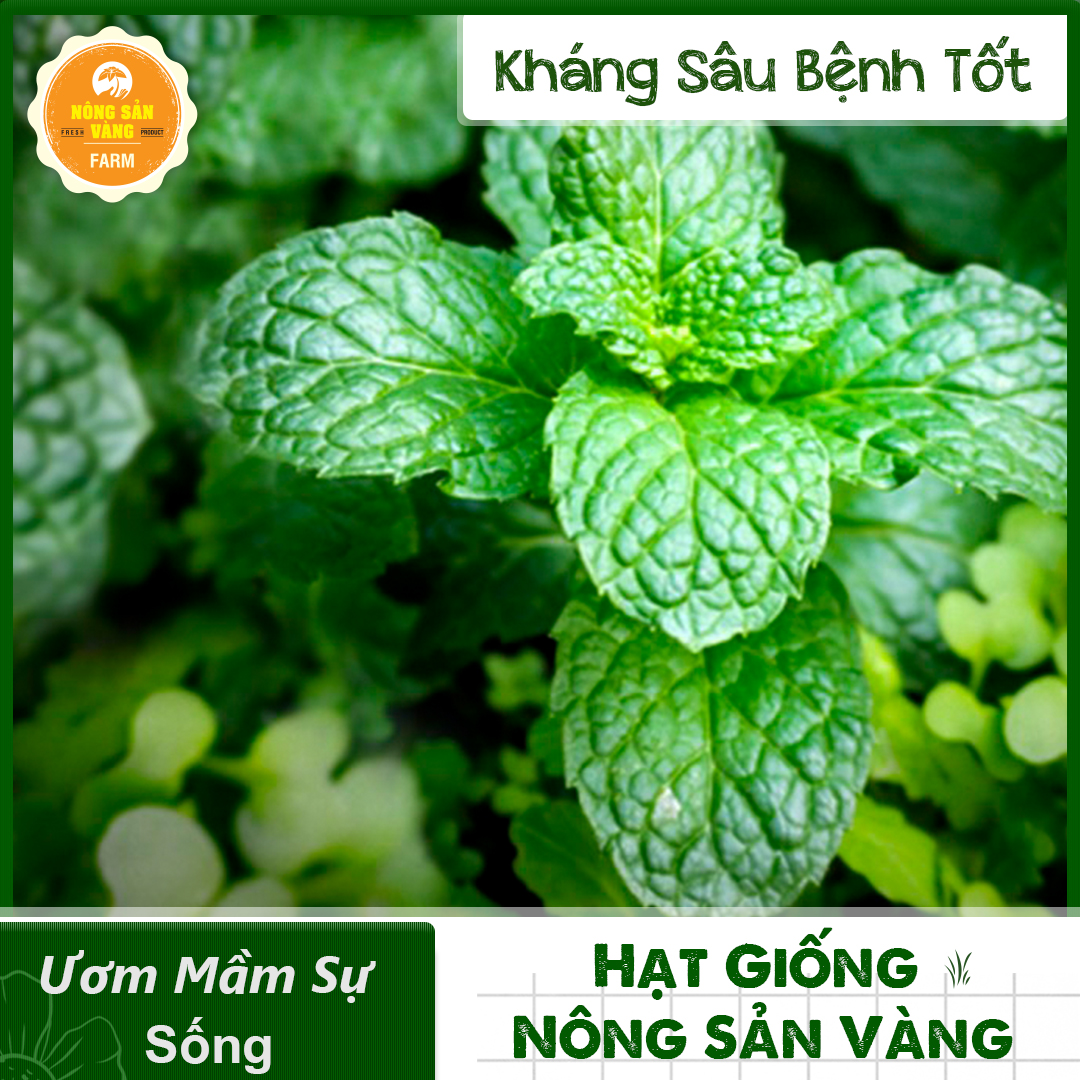 Hạt giống Cây Bạc Hà - Bạc Hà Cay Peppermint, Cây Làm Gia Vị Không Thể Thiếu Trong Vườn Nhà Bạn (Gói 100 Hạt) - Nông Sản Vàng