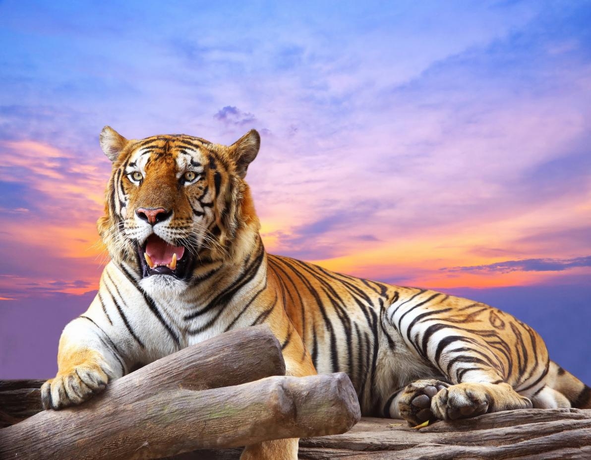 60 Hình ảnh hổ 3D đẹp siêu chất siêu ngầu đầy dũng mãnh
