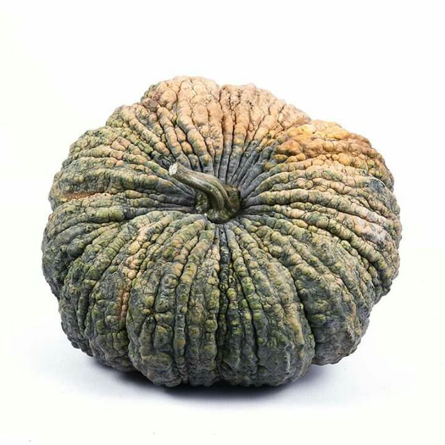 Hạt giống bí đỏ da cóc, trồng quanh năm, trái 3.5-5kg
