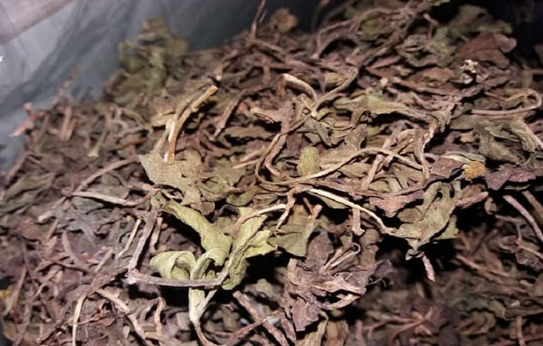 Cây ngải dại khô 500g gt332