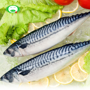 - cá saba na uy nguyên con size lớn 400g - 600g