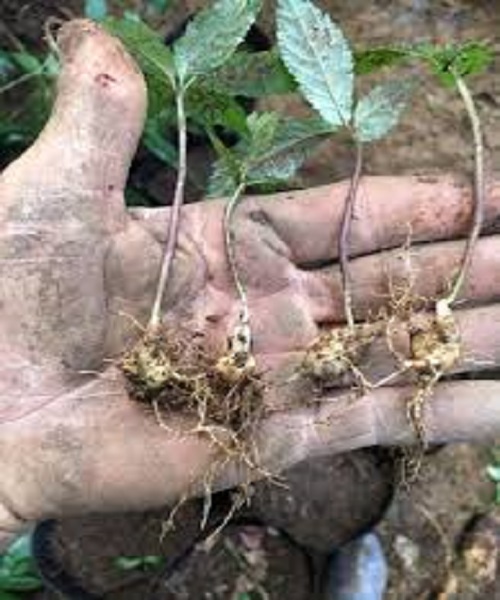 CÂY GIỐNG SÂM NGỌC LINH