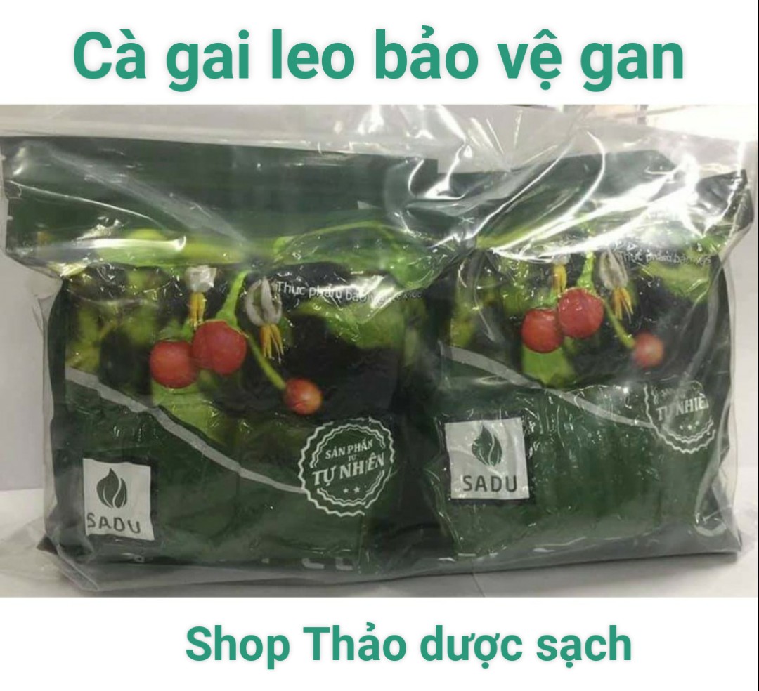 [HCM]1kg Trà cà gai leo thải độc gan, phòng xơ gan, viêm gan, gan nhiễm mỡ-trà túi lọc Sadu
