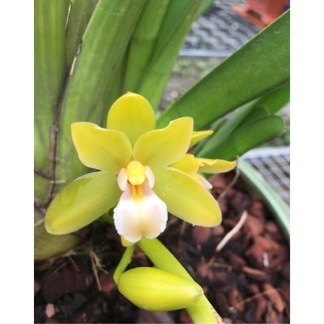 Lan Kiếm 🍀FREESHIP🍀 Kiếm Phan Trí - Xanh Huế Năm 2 [ Cây Giống ]