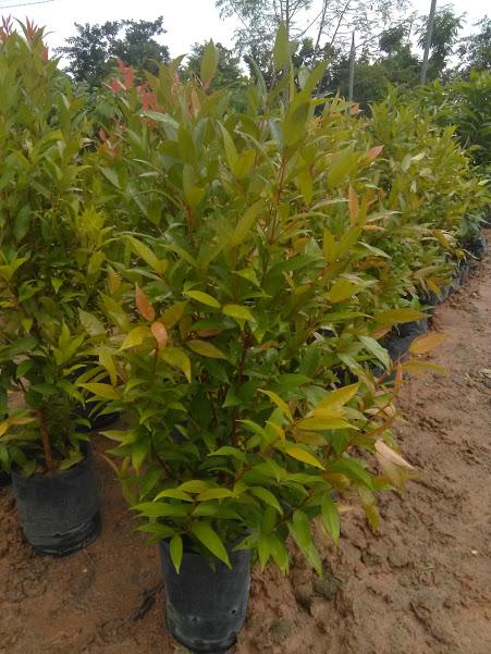 Cây hồng lộc, mang đến những ý nghĩa tốt lành