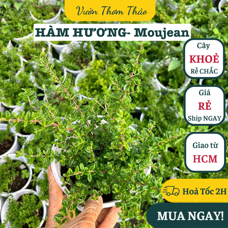 Chậu cây hàm hương- moujean tea ,, cây gia vị âu, cây hương liệu đuổi muỗi trồng chậu nhựa có sẵn bầu đất trồng, vườn thơm thảo
