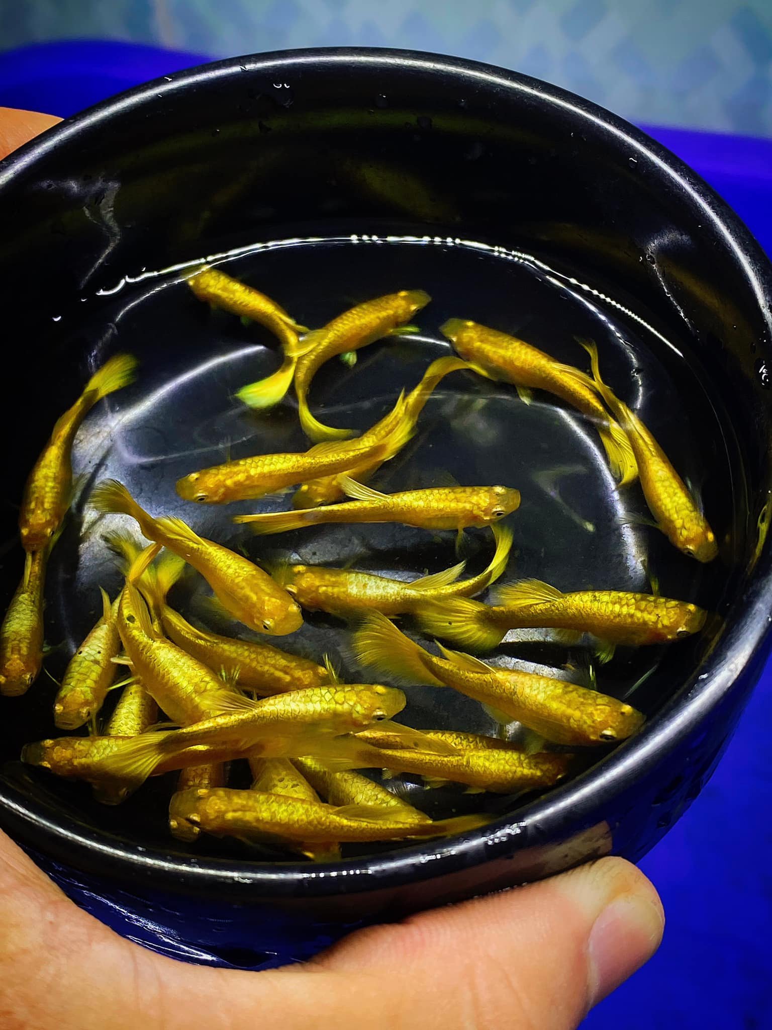 cá 7 màu guppy  full gold - trang trí hồ