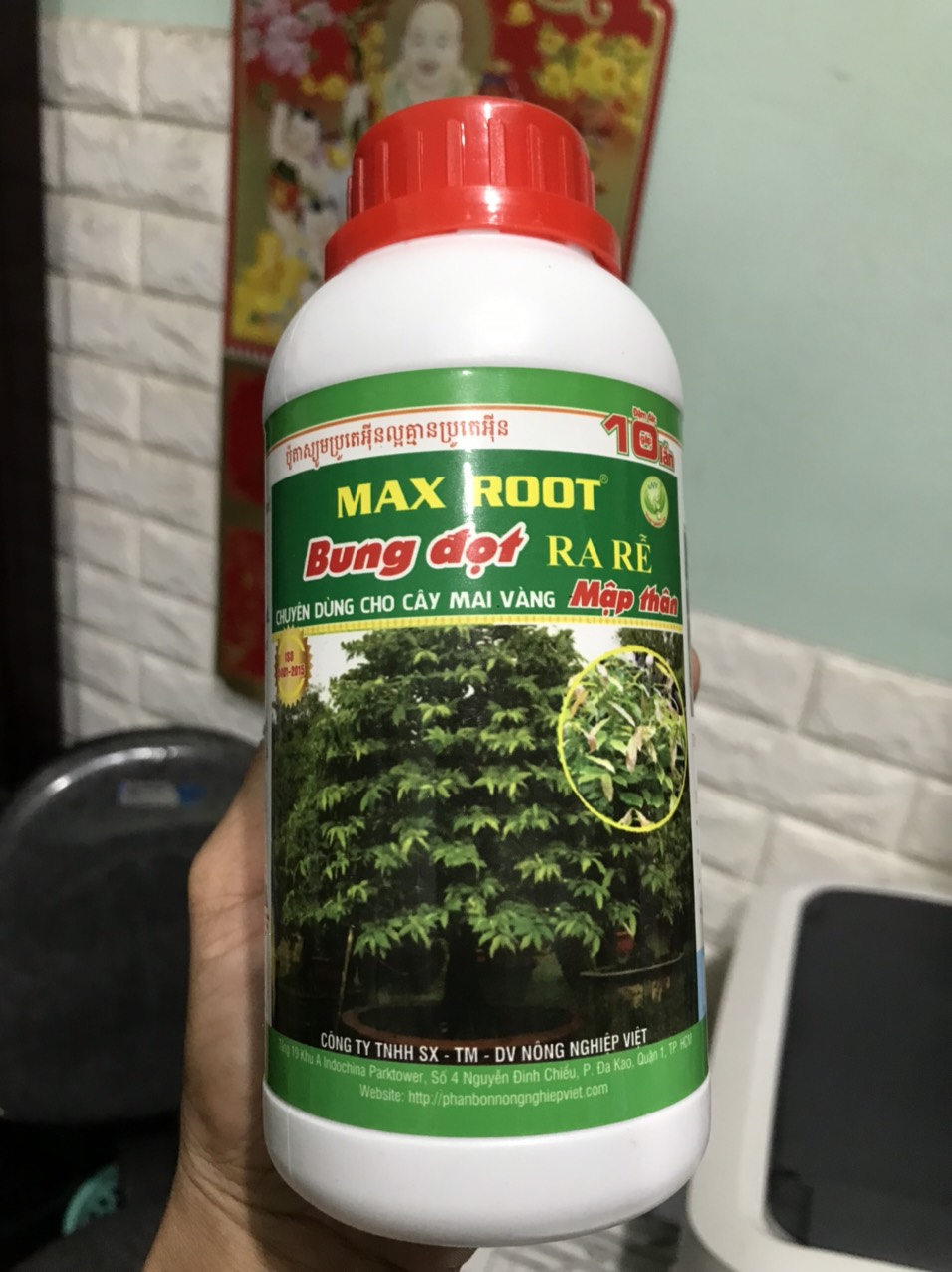 Bung đọt mai vàng chai 500ml