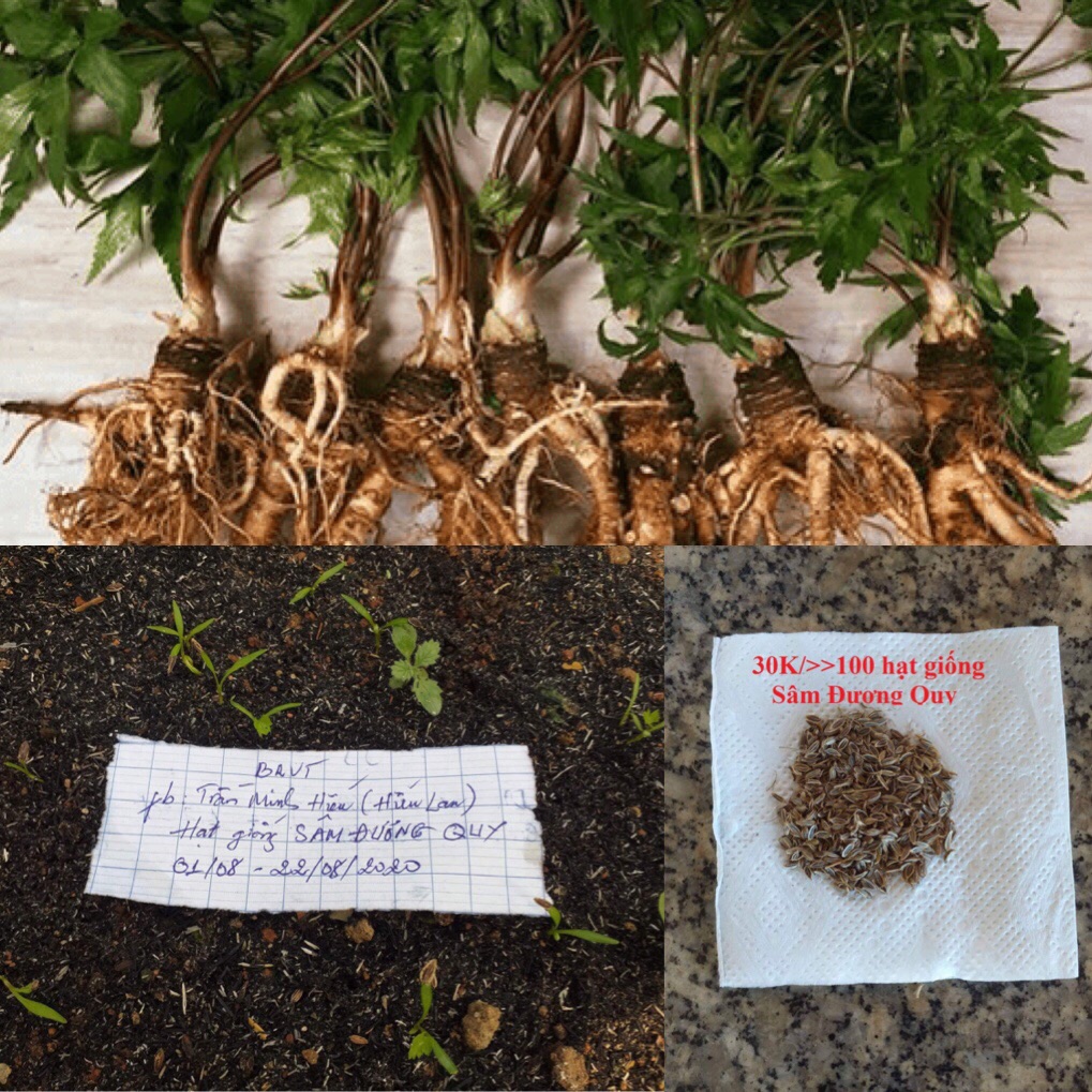 Hạt giống sâm đương quy
