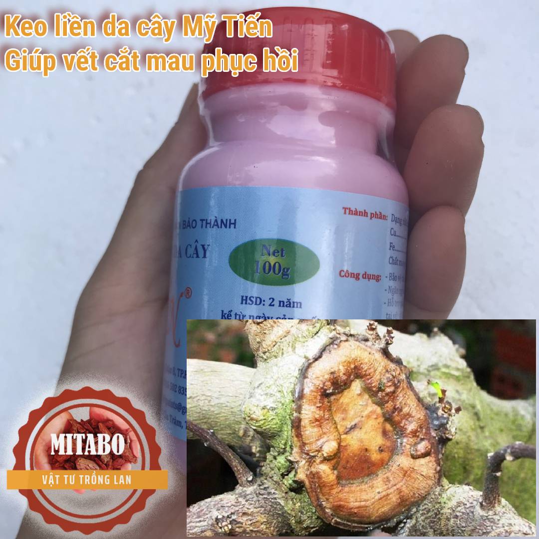 Keo liền da keo liền sẹo cho cây Mỹ Tiến hỗ trợ chiết cành, tái tạo vết cắt và liền sẹo cho cây cực nhanh Mitabo 100ml