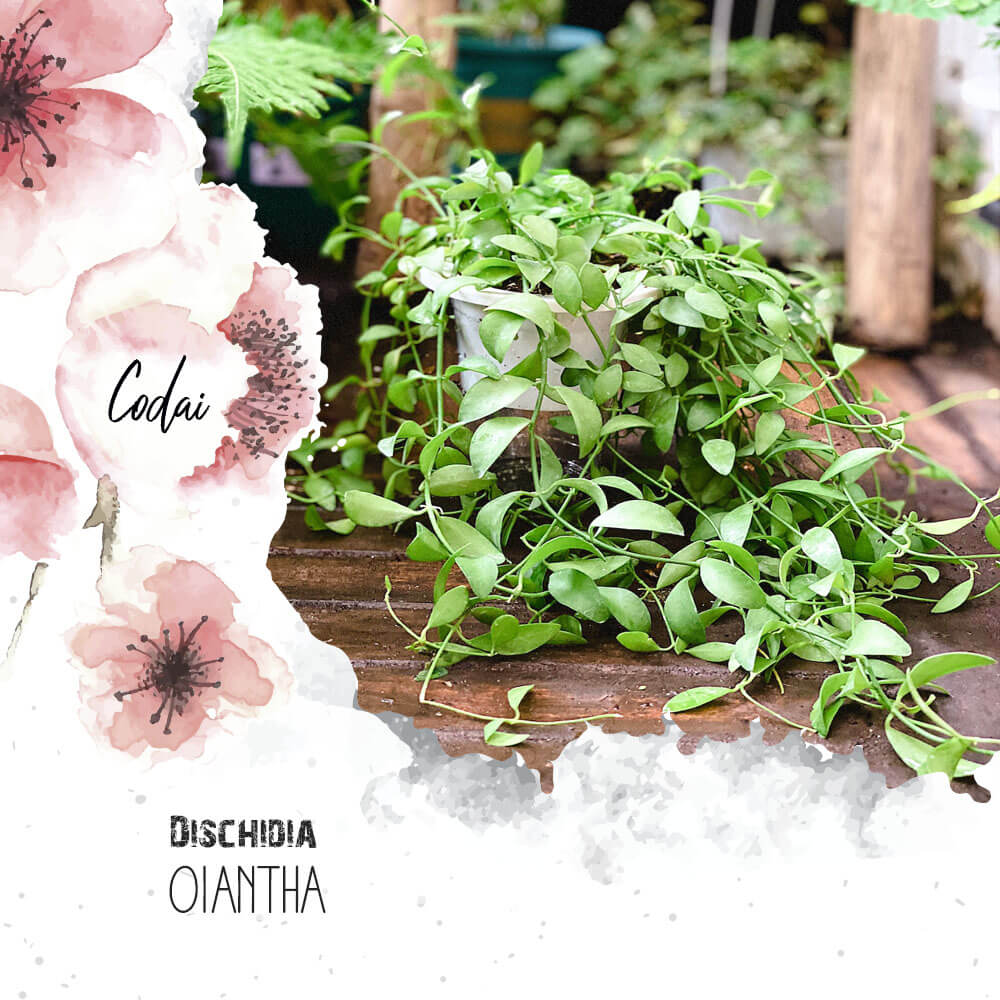 Cây Dischidia oiantha chậu Thuỷ Sinh 2 lớp không cần tưới