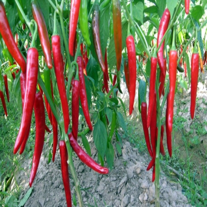 Gói 30 hạt giống ớt dài hàn quốc