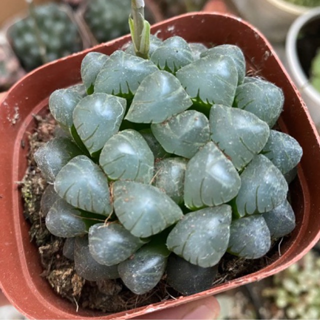 SEN ĐÁ COOPERI , SEN NGỌC, KIM CƯƠNG TRÒN, DỄ TRỒNG VÀ CHĂM SÓC