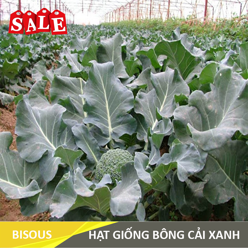 [Sale 50%] Hạt giống Bông Cải Xanh - Súp Lơ R2 Bisous KLT 500mg, Tỷ lệ nảy mầm cao, cây sinh trưởng và phát triển tốt