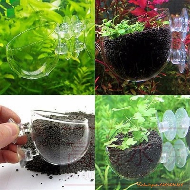 Cốc trồng cây thủy sinh
