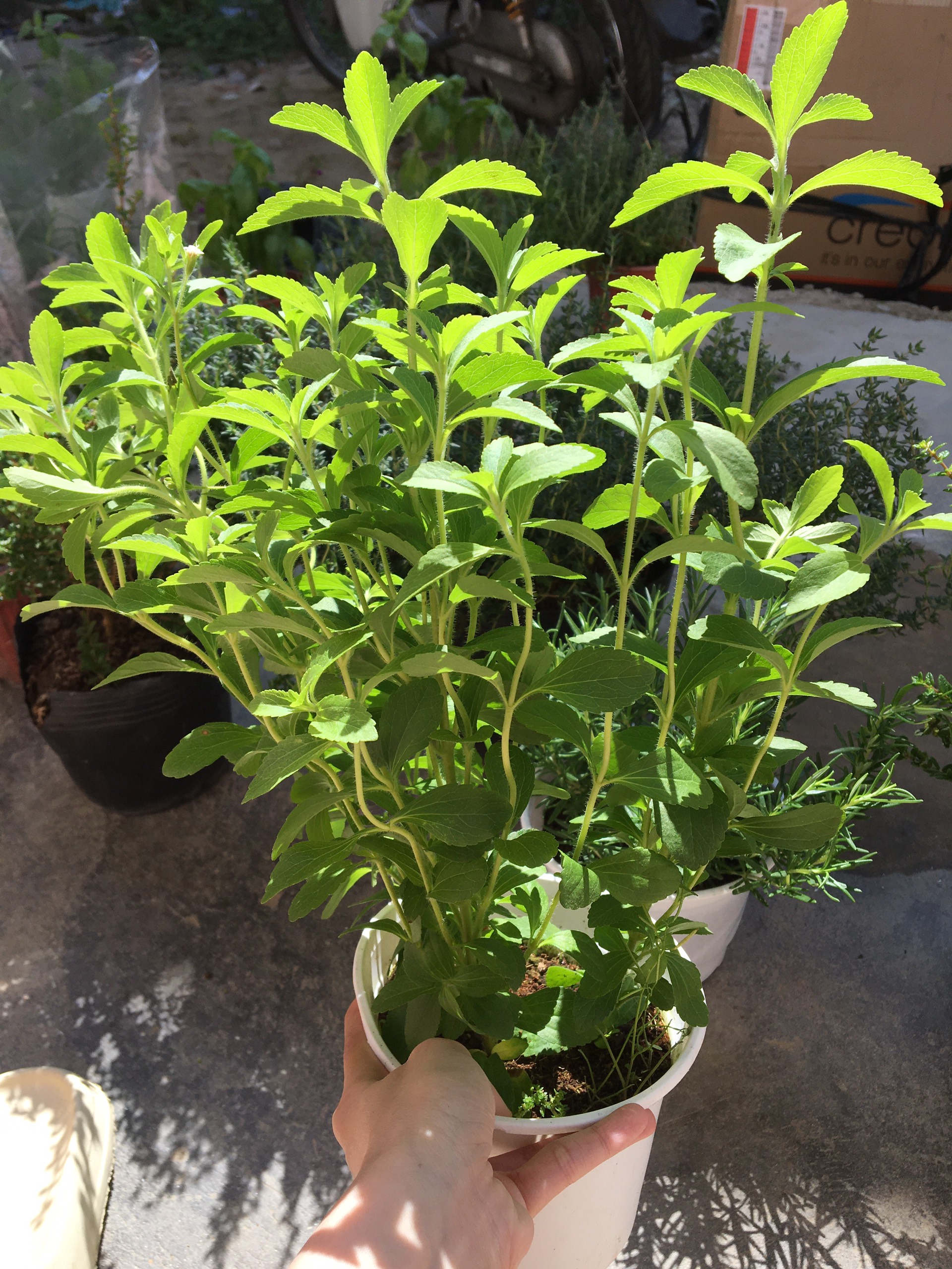 Stevia