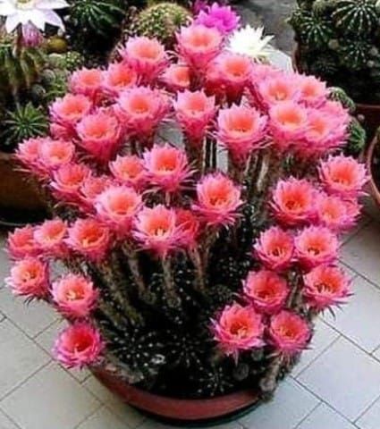 Xương rồng combo nhiều loại echino hoa to đẹp lộn xộn . đơn >100k tặng 3 cây xr