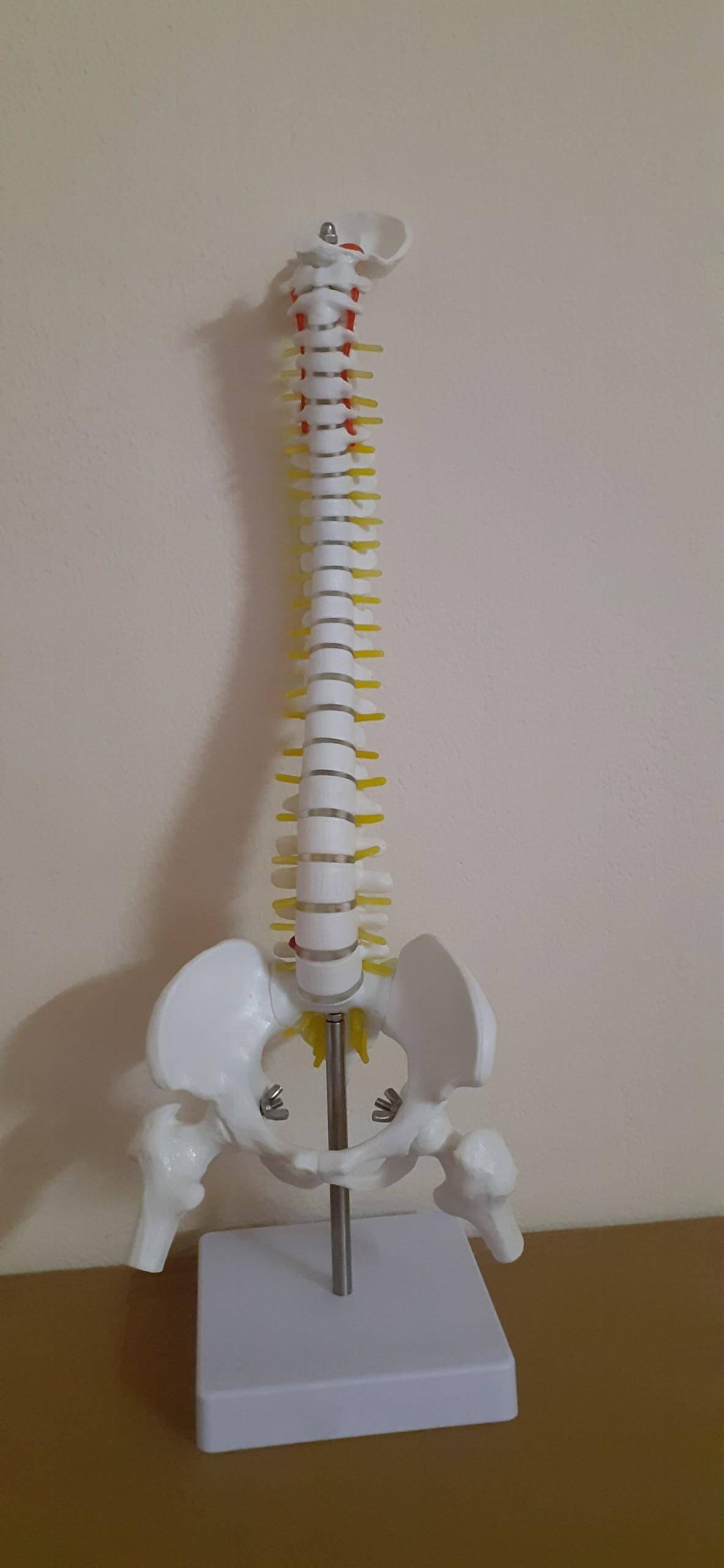 Mô hình giải phẫu xương cột sống 45cm  Thiết Bị Y Tế Huê Lợi   maynhapkhauvn