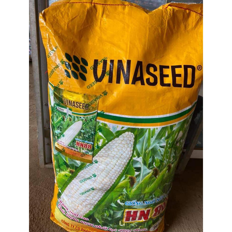 [500gram] Hạt giống ngô (bắp) nếp trắng lai F1 HN88