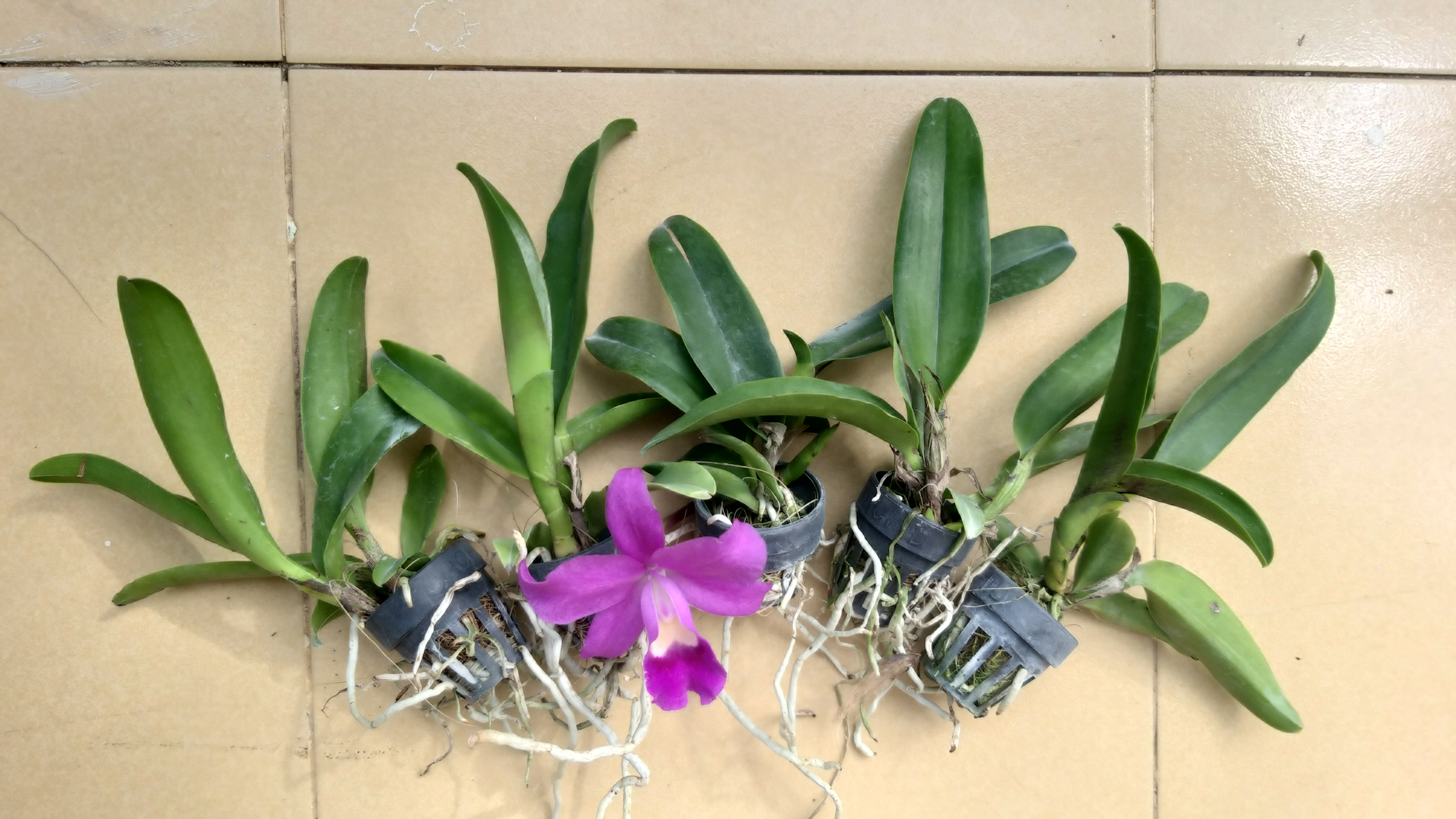Cattleya giống Thái nhiều màu com bo 3 chậu 99k. Cây mất tem tên nên chỉ lựa được khác loại!