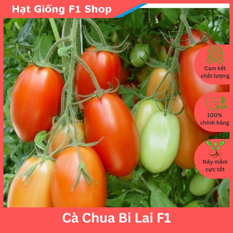 Hạt Giống Cà Chua Bi Lai F1 Chịu Nhiệt Tốt