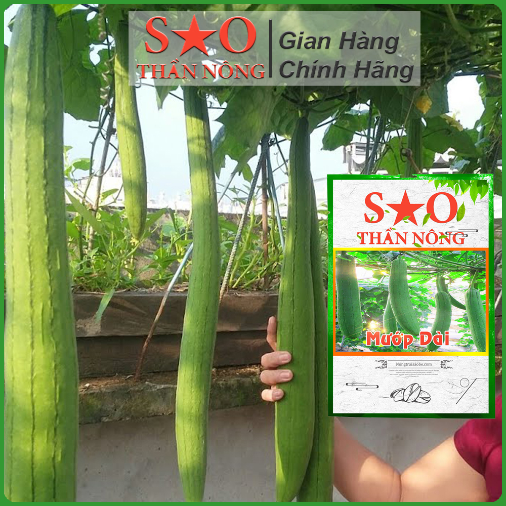 Hạt giống Mướp quả   - Sao Thần nông