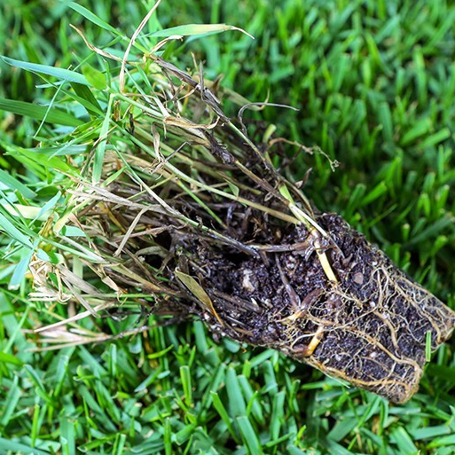 Hạt giống cỏ thảm bermuda _gói 100gram