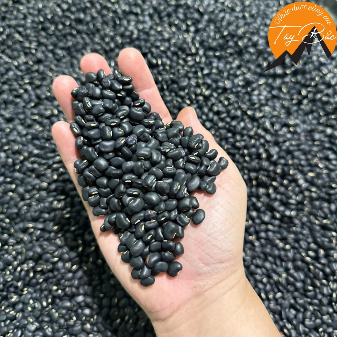 Đậu đen xanh lòng hữu cơ hạt nhỏ, sống (500g, 1kg) trồng nương vùng núi cao Tây Bắc làm trà đậu đen gạo lứt rang