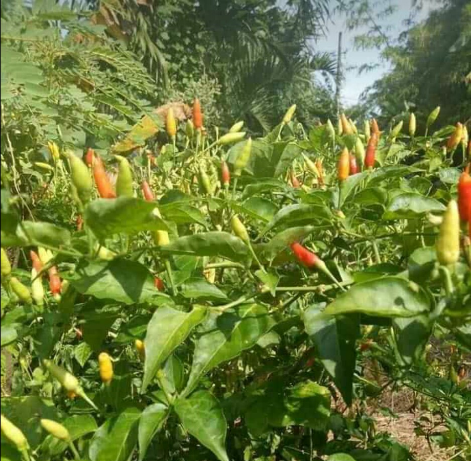 HẠT ỚT XIÊM RỪNG ( gói 1gram)