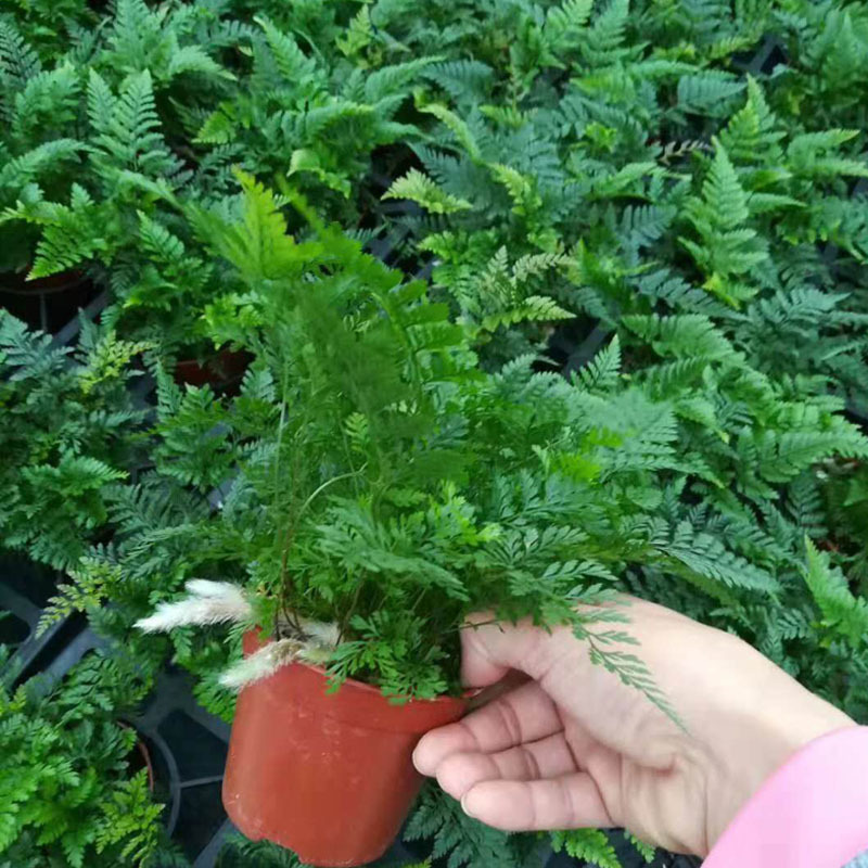 Dương xỉ chân thỏ mini làm terrarium bán cạn HÀNG THUẦN