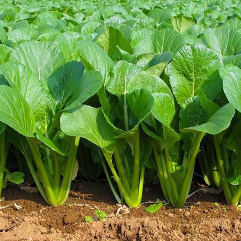 Hạt giống cải bẹ xanh Tâm nông gói 50gr