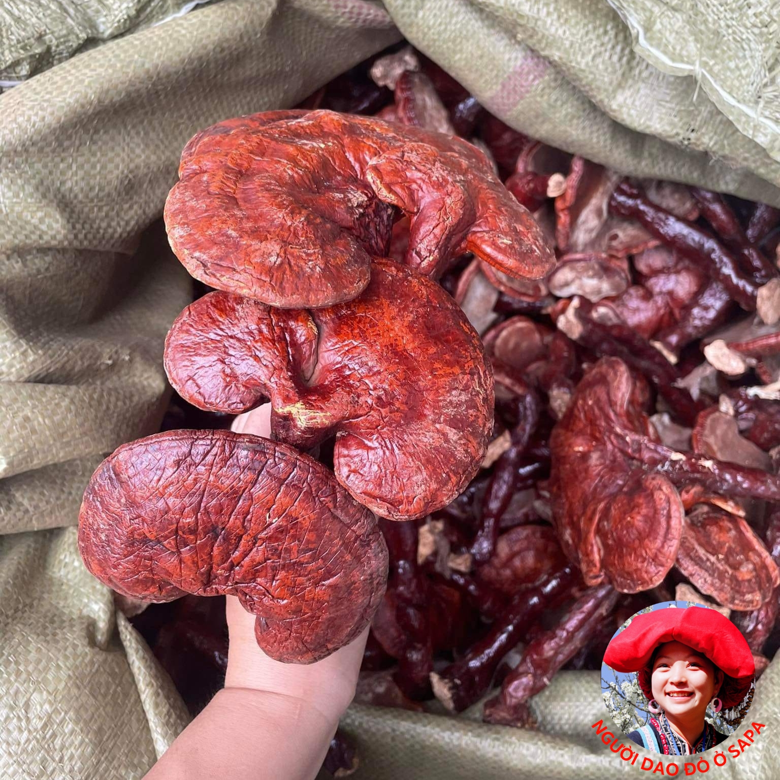 Nấm linh chi rừng đỏ khô Tây Bắc thu hái, phơi khô tự nhiên. Thảo dược quý nấm linh chi đỏ, nấm lim xanh, nấm linh chi sừng hươu
