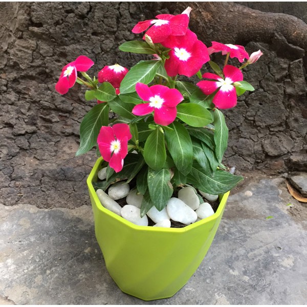 Chậu hoa xoắn loại to rộng 15cm cao 16cm nhựa cao cấp đủ màu