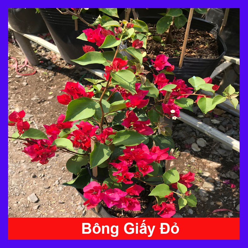 Cây bông giấy đỏ - Cây cảnh sân vườn - caykiengsadec