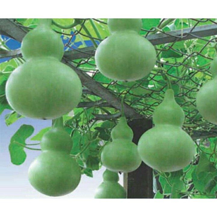 Hạt Giống Bầu Hồ Lô Cao Sản - 6 Hạt