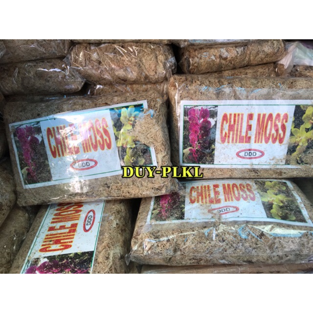 Dớn trắng chile moss - dớn mềm : túi - . giá thể trồng lan!!giữ ẩm cho lan và cây cảnh