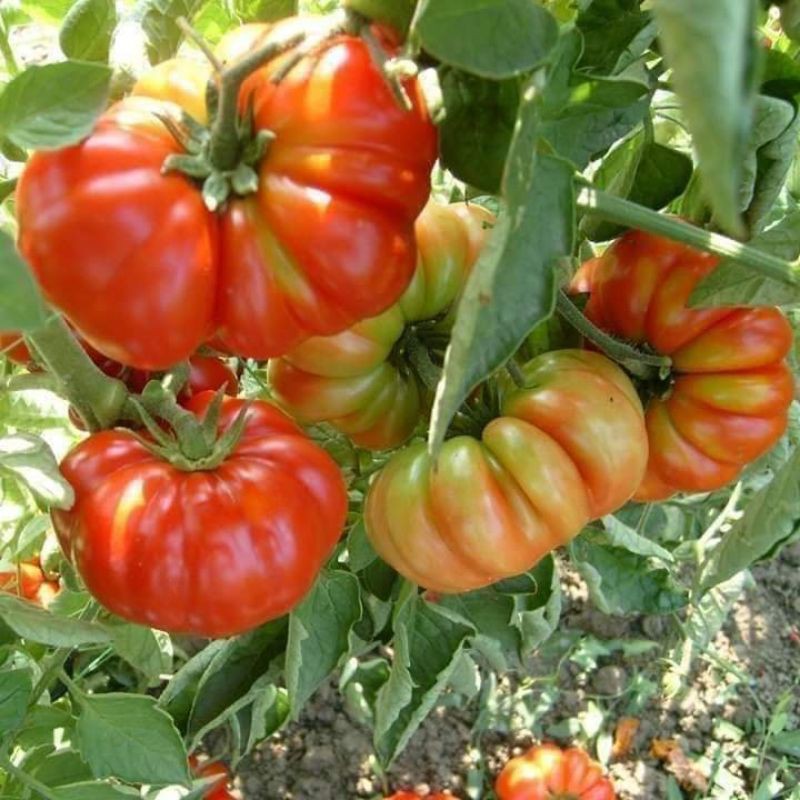 Hạt giống cà chua quả bí - gói 20 hạt