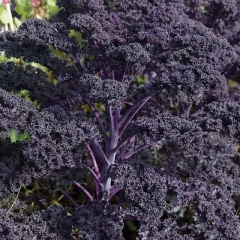 Hạt giống cải xoăn kale tím f1 kale scarlet 1gram/gói loại rau có nhiều công dụng tuyệt vời