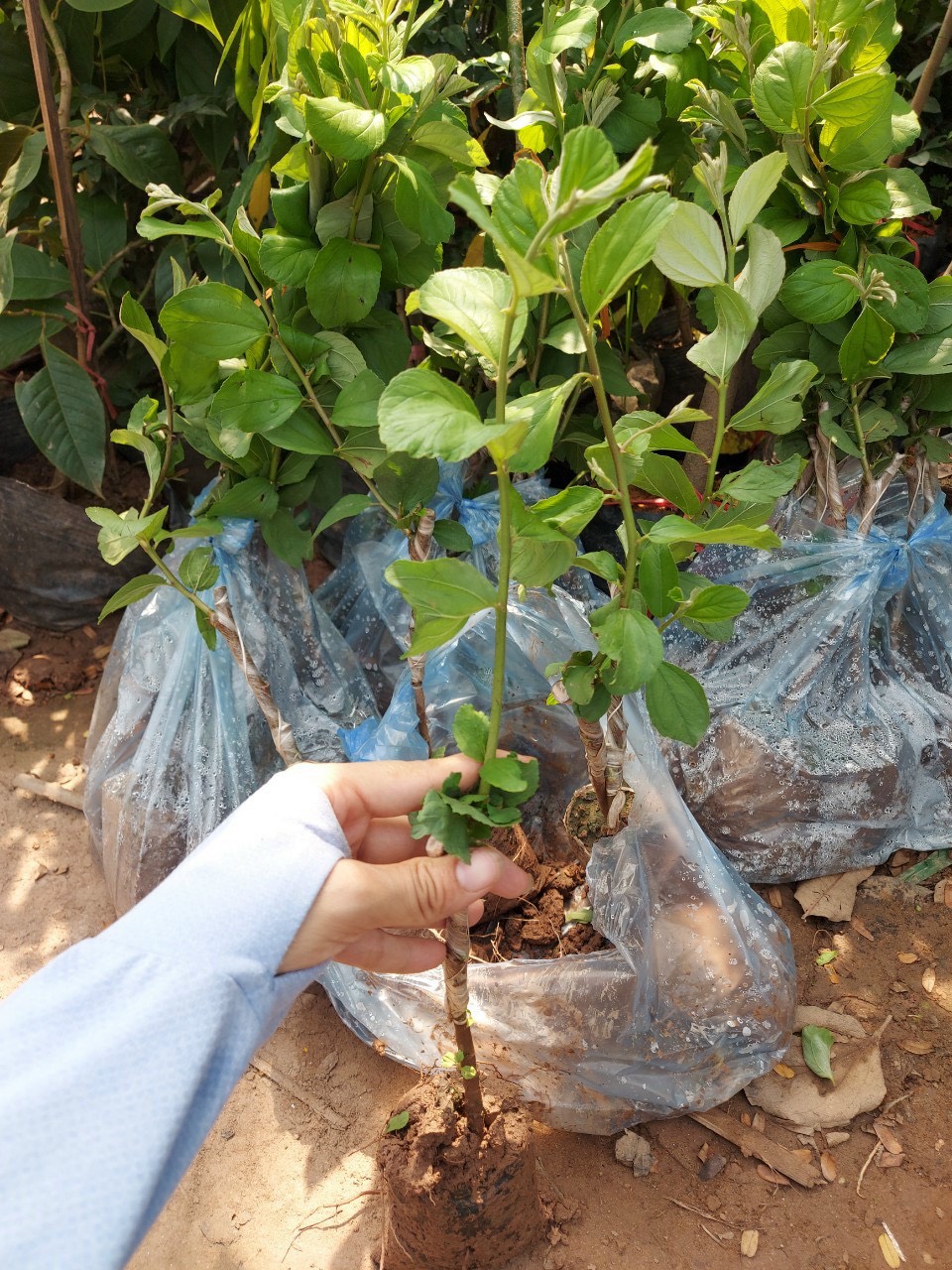 Táo chua gia lộc sai quả, chín sớm. hiệu quả kinh tế cao