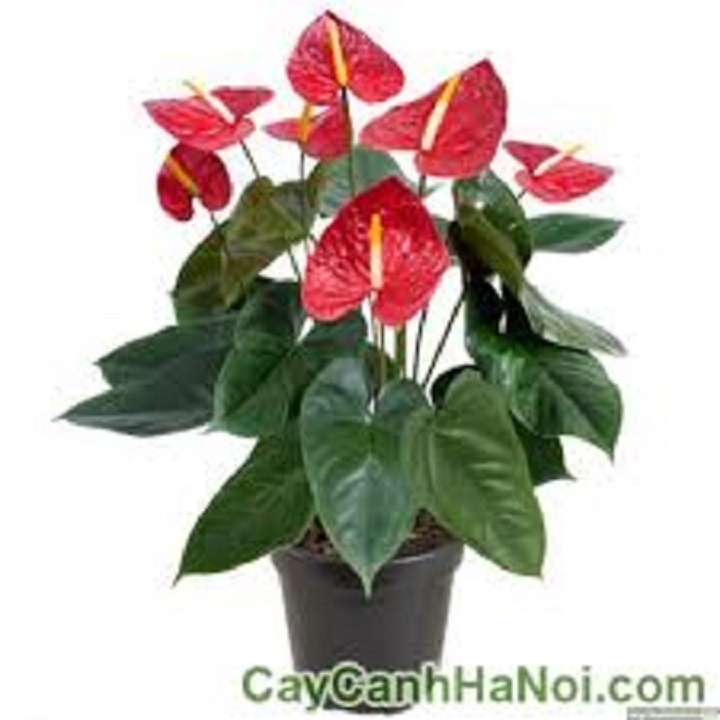 NGUYÊN CHẬU CÂY HỒNG MÔN ĐỎ, CHẬU CÂY PHONG THỦY ĐỂ BÀN cho hoa rực rỡ, mang may mắn thịnh vượng cho gia chủ