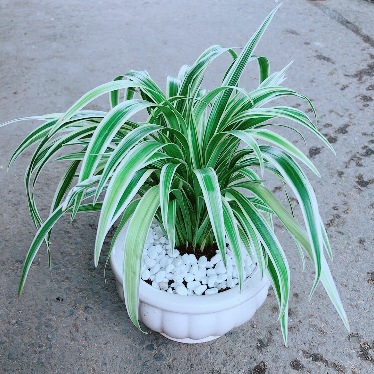 Chậu lan chi