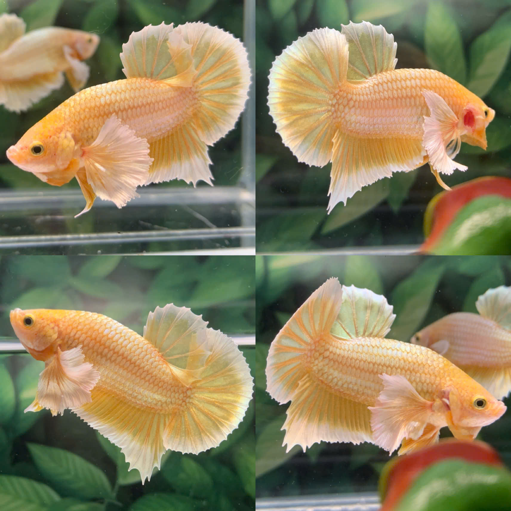 1 cặp Betta Dumbo Gold Cậu BA Betta